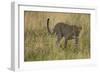 African Leopard-Mary Ann McDonald-Framed Photographic Print