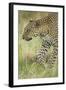 African Leopard-Mary Ann McDonald-Framed Photographic Print