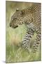 African Leopard-Mary Ann McDonald-Mounted Photographic Print