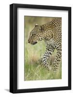 African Leopard-Mary Ann McDonald-Framed Photographic Print