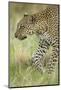 African Leopard-Mary Ann McDonald-Mounted Photographic Print