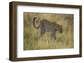 African Leopard-Mary Ann McDonald-Framed Photographic Print