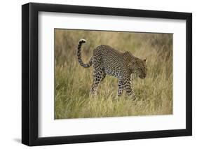 African Leopard-Mary Ann McDonald-Framed Photographic Print