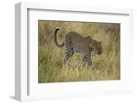 African Leopard-Mary Ann McDonald-Framed Photographic Print