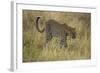 African Leopard-Mary Ann McDonald-Framed Photographic Print