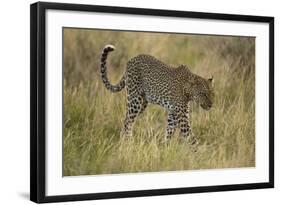 African Leopard-Mary Ann McDonald-Framed Photographic Print