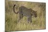 African Leopard-Mary Ann McDonald-Mounted Photographic Print