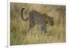 African Leopard-Mary Ann McDonald-Framed Photographic Print