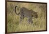 African Leopard-Mary Ann McDonald-Framed Photographic Print