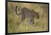 African Leopard-Mary Ann McDonald-Framed Photographic Print