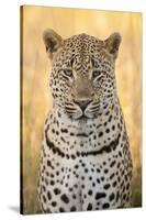 African Leopard-Michele Westmorland-Stretched Canvas