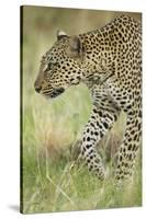 African Leopard-Mary Ann McDonald-Stretched Canvas