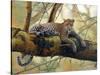 African Leopard-John Zaccheo-Stretched Canvas