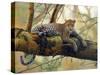 African Leopard-John Zaccheo-Stretched Canvas