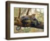 African Leopard-John Zaccheo-Framed Giclee Print