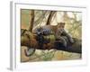 African Leopard-John Zaccheo-Framed Giclee Print