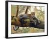 African Leopard-John Zaccheo-Framed Giclee Print