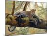 African Leopard-John Zaccheo-Mounted Giclee Print