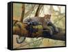 African Leopard-John Zaccheo-Framed Stretched Canvas