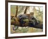 African Leopard-John Zaccheo-Framed Giclee Print