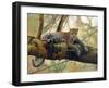 African Leopard-John Zaccheo-Framed Giclee Print