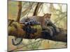 African Leopard-John Zaccheo-Mounted Giclee Print