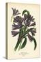 African Lily, Agapanthus Africanus (Agapanthus Umbellatus). Chromolithograph from an Illustration B-Désiré Georges Jean Marie Bois-Stretched Canvas