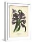 African Lily, Agapanthus Africanus (Agapanthus Umbellatus). Chromolithograph from an Illustration B-Désiré Georges Jean Marie Bois-Framed Giclee Print