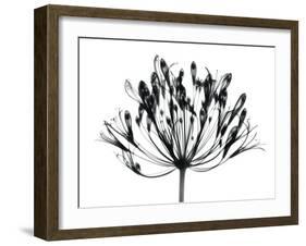 African Lily-Albert Koetsier-Framed Art Print