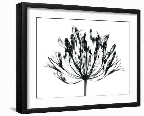 African Lily-Albert Koetsier-Framed Art Print