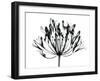 African Lily-Albert Koetsier-Framed Art Print