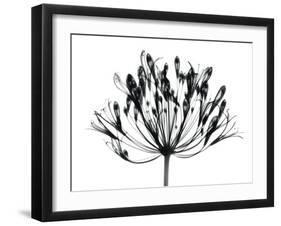 African Lily-Albert Koetsier-Framed Art Print