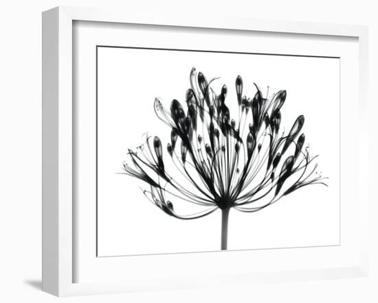 African Lily-Albert Koetsier-Framed Art Print