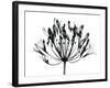 African Lily-Albert Koetsier-Framed Art Print