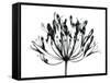 African Lily-Albert Koetsier-Framed Stretched Canvas