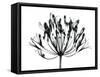 African Lily-Albert Koetsier-Framed Stretched Canvas