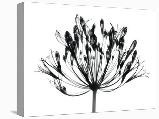 African Lily-Albert Koetsier-Stretched Canvas