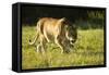 African Lion Agressive Female-Mary Ann McDonald-Framed Stretched Canvas