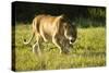 African Lion Agressive Female-Mary Ann McDonald-Stretched Canvas