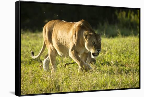 African Lion Agressive Female-Mary Ann McDonald-Framed Stretched Canvas