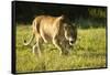 African Lion Agressive Female-Mary Ann McDonald-Framed Stretched Canvas