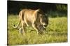 African Lion Agressive Female-Mary Ann McDonald-Stretched Canvas