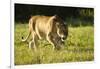 African Lion Agressive Female-Mary Ann McDonald-Framed Photographic Print