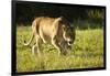 African Lion Agressive Female-Mary Ann McDonald-Framed Photographic Print