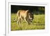 African Lion Agressive Female-Mary Ann McDonald-Framed Photographic Print