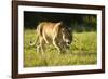 African Lion Agressive Female-Mary Ann McDonald-Framed Photographic Print