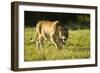 African Lion Agressive Female-Mary Ann McDonald-Framed Photographic Print