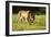 African Lion Agressive Female-Mary Ann McDonald-Framed Photographic Print