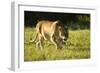 African Lion Agressive Female-Mary Ann McDonald-Framed Photographic Print