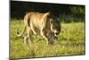 African Lion Agressive Female-Mary Ann McDonald-Mounted Photographic Print
